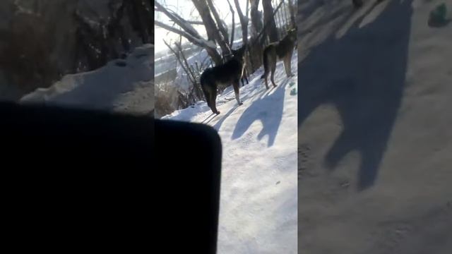 Стая бродячих собак на Промышленой в Барнауле