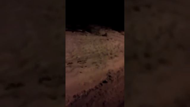 Русский остров. Владивосток. Кормим лисиц