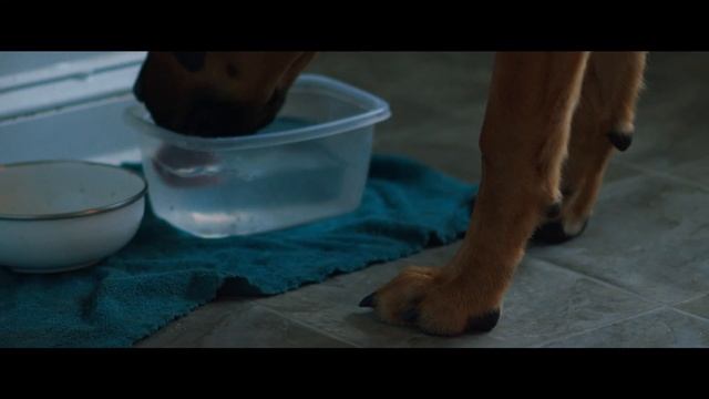 Nikon NIKKOR 85mm F/1.4 AI-S | BMPCC 6K - Vintage Lens Review