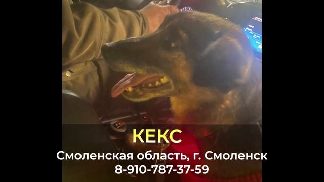 Пропала собака ! КЕКС , Смоленская область , г. Смоленск
