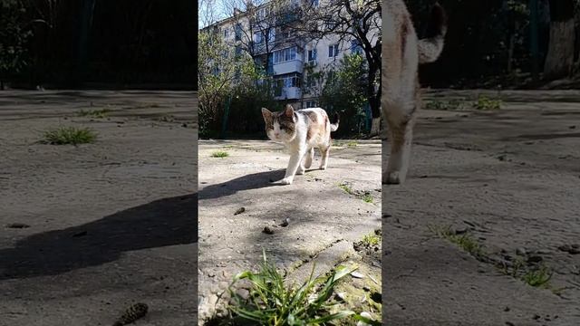 Одноглазый мальчик❤️🔥 #рек #рекомендации #животные #кот #котики #коты #кошки #пушистый #cat #short