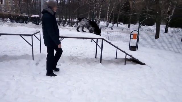 Идрей на собачьей площадке