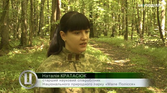 Червонокнижні орхідеї цвітуть у Національному природному парку «Мале Полісся»