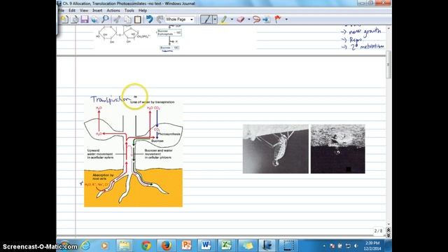 Ch. 9A Allocation, Translocation, And Partitioning Of C