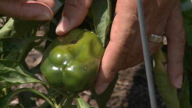 Black Spot On Peppers – This Week In The Garden