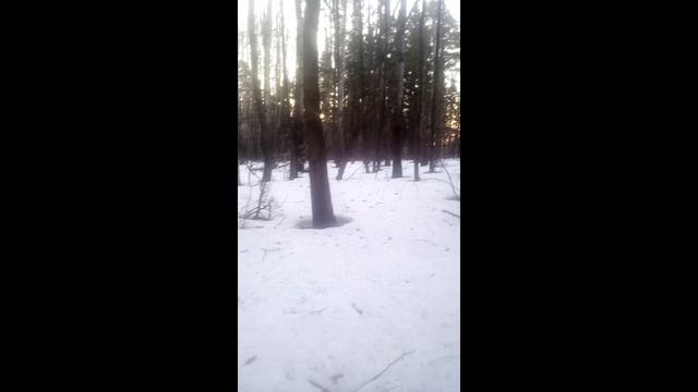 Тренировка с сыном. Встреча в лесу с 