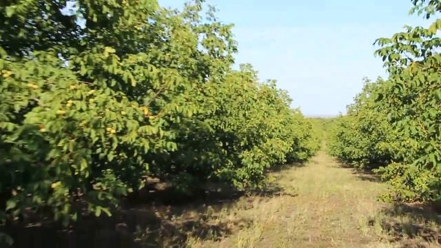 ВСЯ ПРАВДА О ГРЕЦКОМ ОРЕХЕ-2.