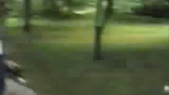 Домашние любимцы