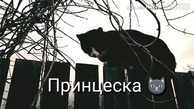 КОТЫ, ВЕСНА И САПОГИ.