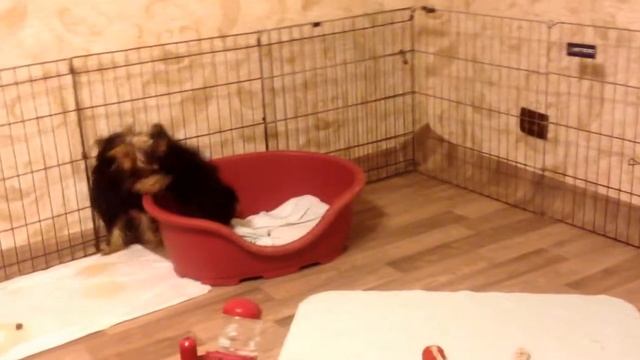 Питомник ИРИКИДС. Щенки йорков и биверов.