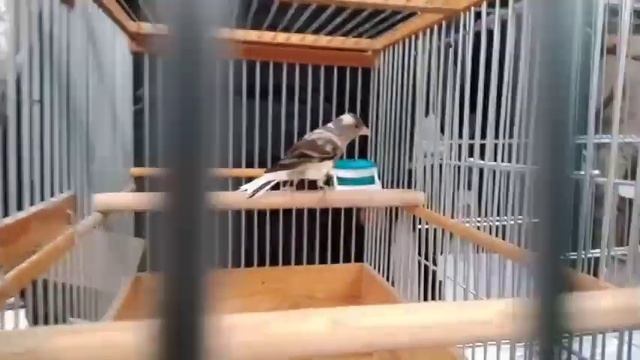 Птичий рынок. Щеглы, гибриды канареек, канарейки и голуби.