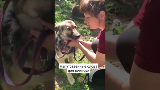 Спасите собаку из приюта