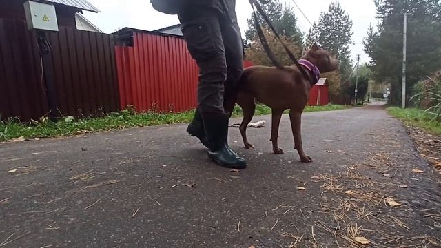 Игнорирование раздражителей