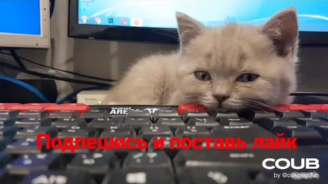Музыкальная под борка