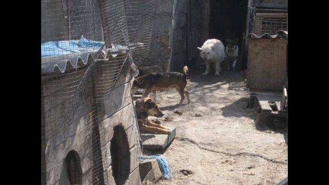 Мое слайд-шоу День в  Кушугумском  приюте 