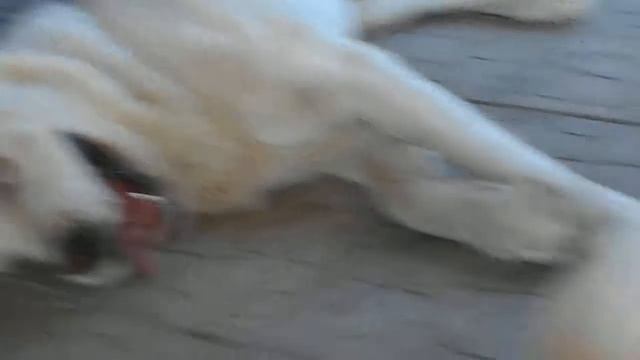 Рязань Якши Улкан ,Ал-Тын-Сар Санат