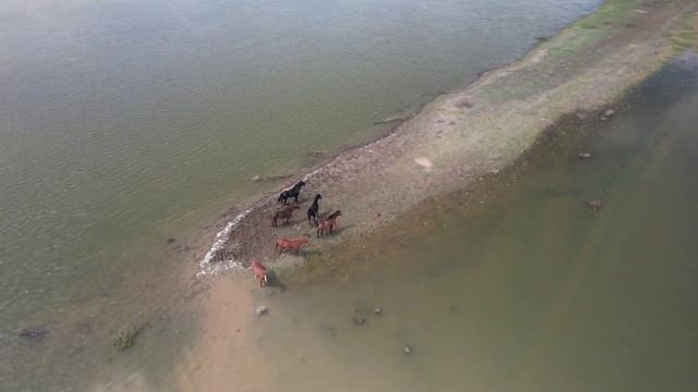 Кони 24 апреля 2023 г. | 4К