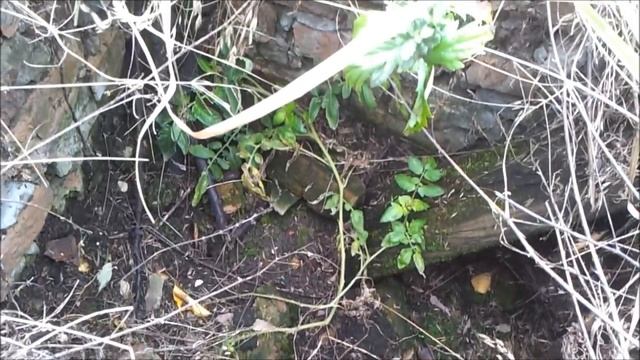 Шакал, а не чупакабра, странный улей, первые грибы. Приключения собирателя 10.17.