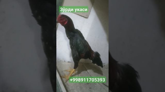 телеграм канал хам бор қизиқанларга