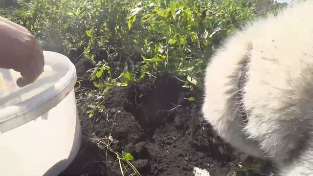 Хаски копает картошку