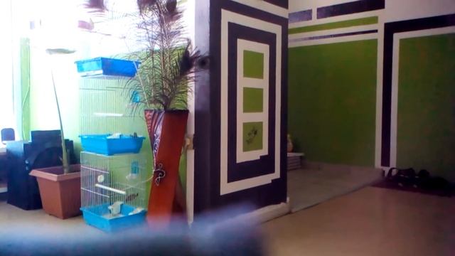 Production  Local Jeune Mal Serin 5 Mois