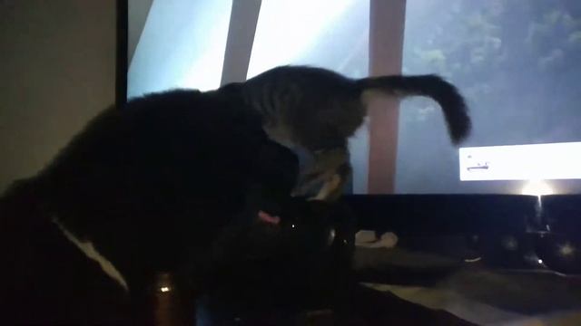 Такая дружба  кота и собаки