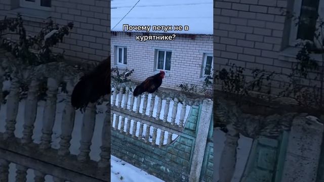 Бедный Петя #собаки #дом #птицы