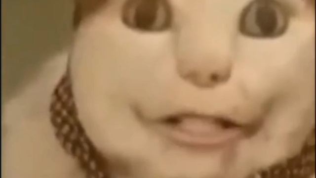 бу испугался не бойся🐈