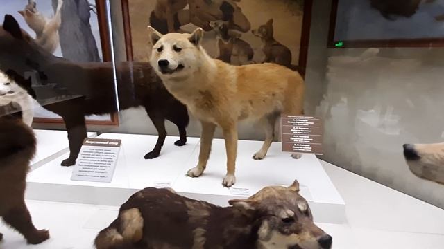 Дарвиновский музей в Москве. Часть 3
