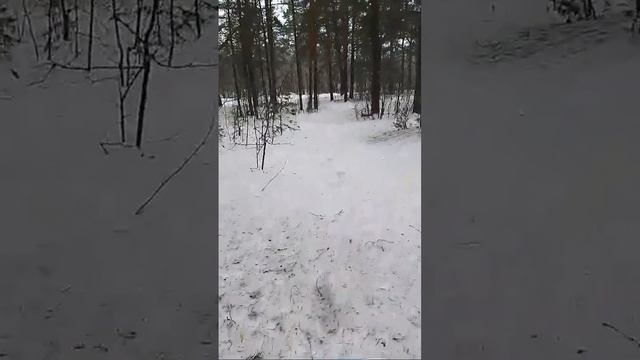 Сосновый Бор