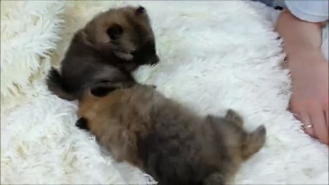 Щенки ПОМЕРАНСКОГО ШПИЦА