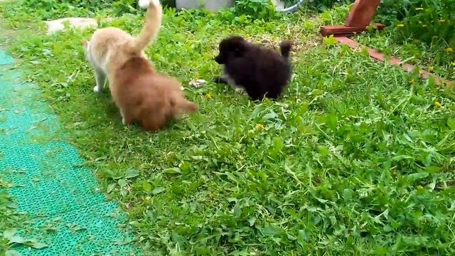 Мальчики 2.5мес.шпицы в Продаже