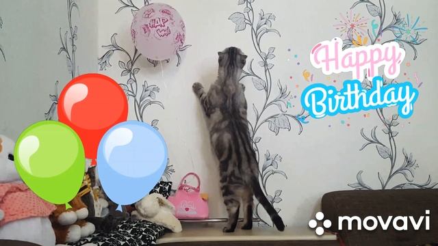 HAPPY BIRTHDAY CAT FELIX 🎉🎊🎉🎂