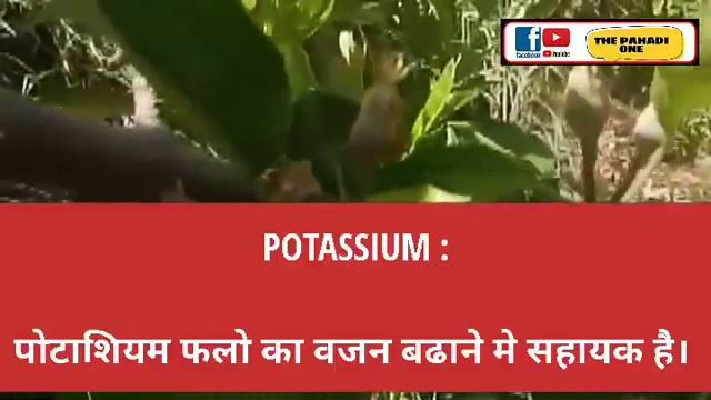 Role Of #Nitrogen #Potassium #Calcium & #Magnesium In #Fruit_Setting To #fruit_Developement || TPO
