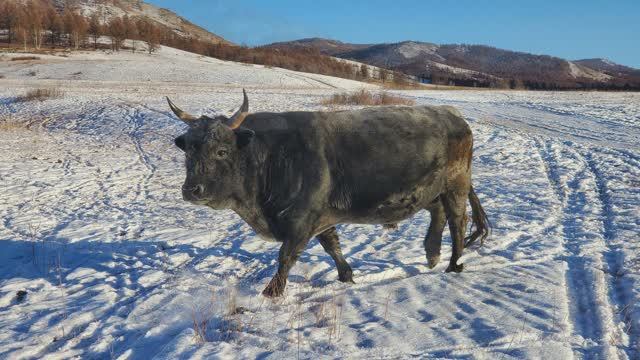 Зимняя рыбалка, встреча с охотниками, опасный бычара и бык-водовоз!