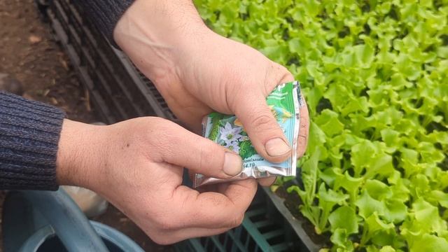 Выращиваем салат. Рассада салата. Подкормки рассады.