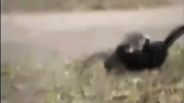 Кот против пса