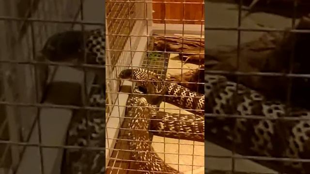 Ядовитая змея чуть не сломала клетку