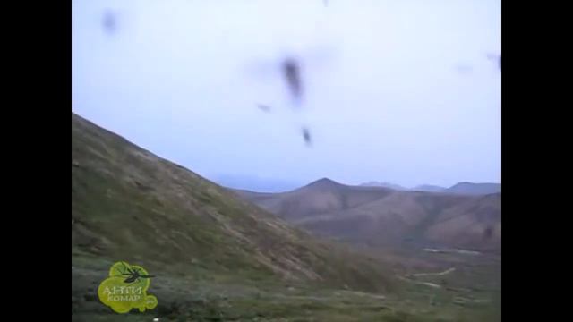 Чукотские комары. Беги - или сожрут заживо! Антикомар.рф