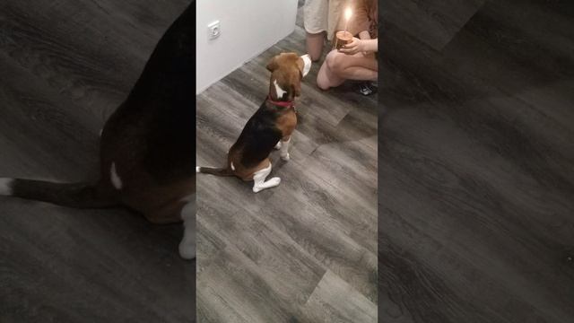 Первое день рождения любимицы. Рязань. 16.02.2024