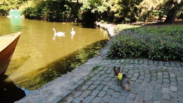 DogVlog. Стэйси прыгнула в воду за черепашкой. Поездка с собакой в Умань, Софиевский парк (Софиевка