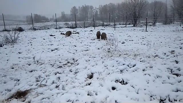 три поросенка