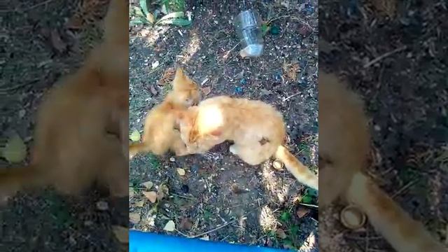 Материнская любовь кошки