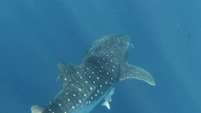 Diving In Azores