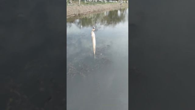 активная красноперка