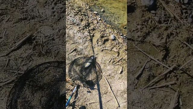 ловим крупного карася на флэт