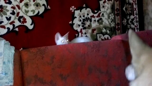 CAT And DOG, КОТ И СОБАКА, DOG And CAT, СОБАКА И КОТ