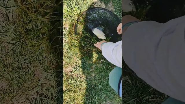 караси клюют, погода ужасная