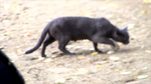 Кот на свадьбе