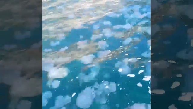 Тарханкут. Суп из медуз